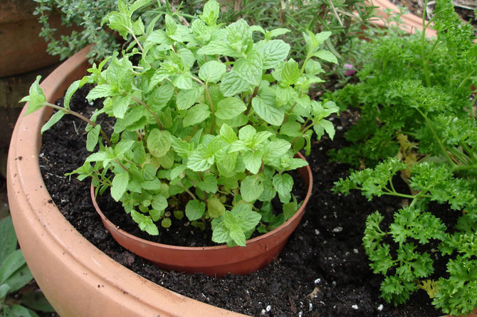 tanaman mint dalam pot