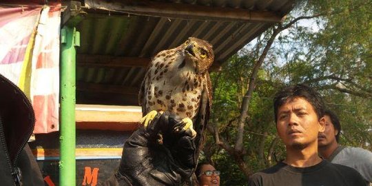 Pegunungan di Batu jadi tempat singgah migrasi burung elang