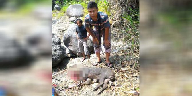 Kemarau, kawanan babi hutan Bukit Menoreh ngamuk dan serang warga