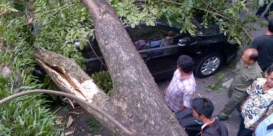 Ada 600 pohon tua di Kota Bandung rawan tumbang