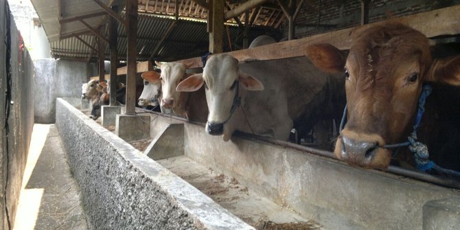 Tekan impor, 3.600 hektar lahan disiapkan untuk peternakan sapi