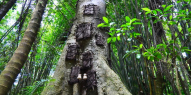 Pohon Tarra buaian terakhir jenazah bayi bayi Toraja  