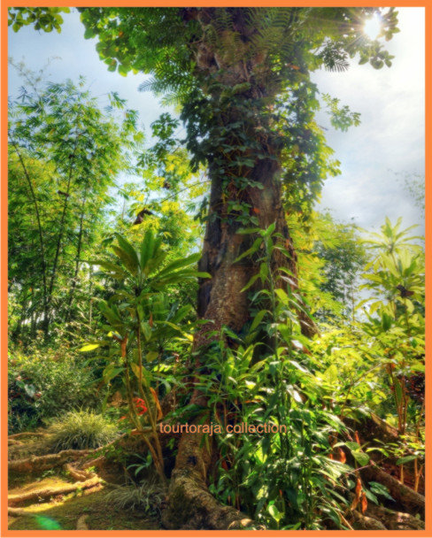 kuburan bayi pohon tarra tana toraja