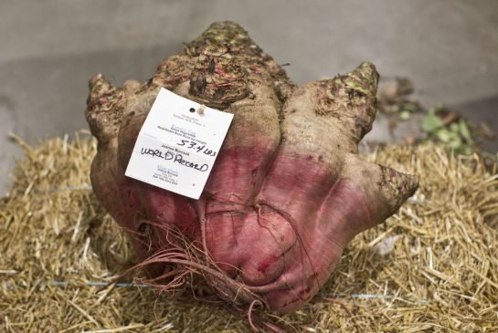 sayuran raksasa di royal agricultural winter fair kanada
