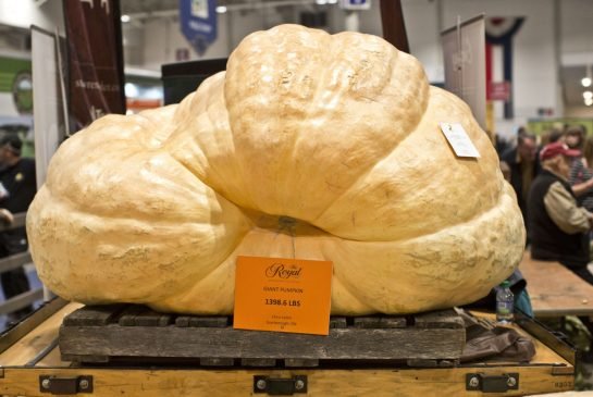 sayuran raksasa di royal agricultural winter fair kanada