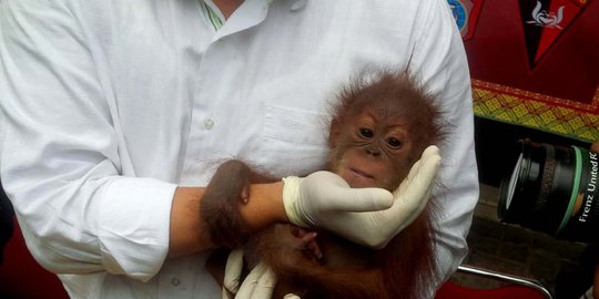 3 Bayi Orangutan selundupan dari Aceh dilego Rp 25 juta per ekor