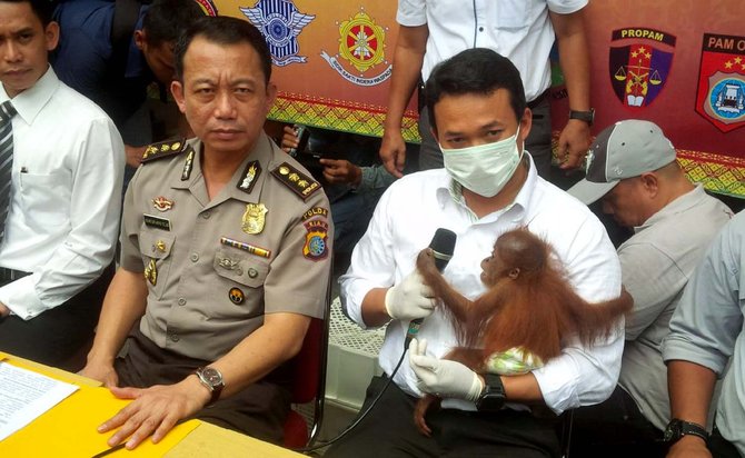 bayi orang utan dari aceh diamankan ditreskrimsus polda riau