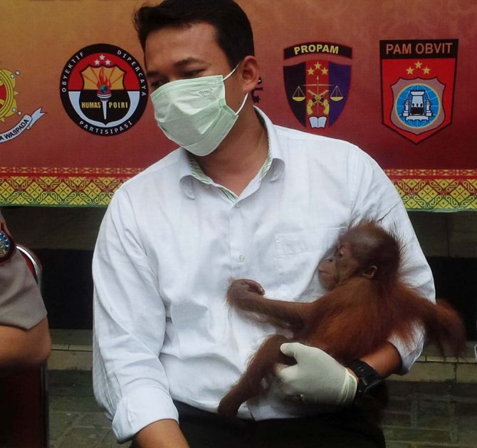 bayi orang utan dari aceh diamankan ditreskrimsus polda riau