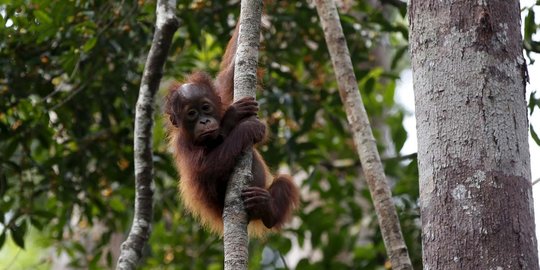 kalimantan tengah rev2