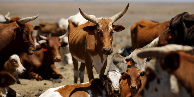 Meratapi hewan ternak Afrika Selatan mati kekeringan akibat kemarau
