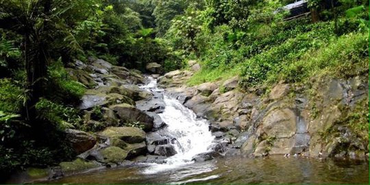 Purwakarta akan miliki hutan lindung berisi harimau