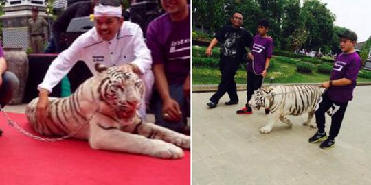 2 Harimau putih masuk Pemda Purwakarta, para PNS geger