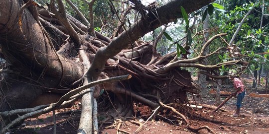 Pohon tumbang timpa 2 rumah di Depok, pasangan kakek-nenek luka-luka