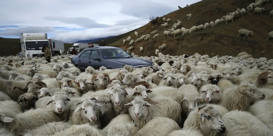 Ketika ribuan domba Georgia 'hadang' pengendara di jalan raya
