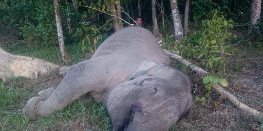 Gajah betina mati akibat konflik di perkebunan sawit Aceh Timur