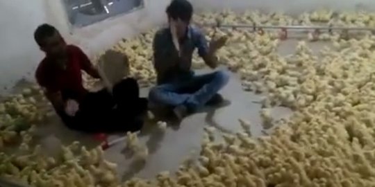 Anda akan takjub lihat dua pria bernyanyi panggil ribuan ayam