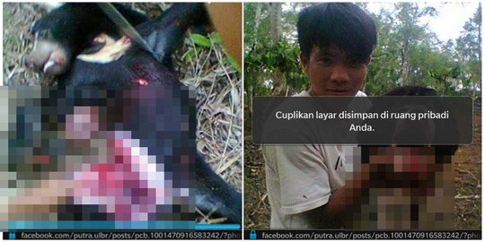 Polisi periksa pengunggah foto kepala beruang madu di Facebook