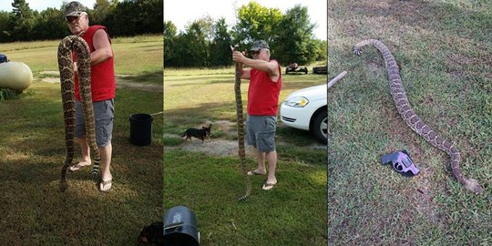 Apakah ini ular derik terbesar di Bumi yang pernah ditemukan?