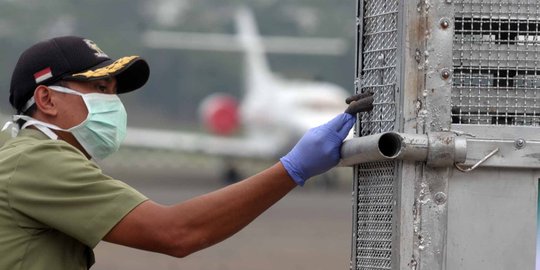 TNI AU pulangkan 14 orangutan selundupan dari Thailand