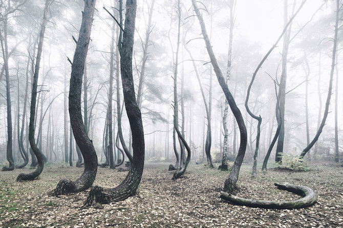 hutan bengkok krzywy las polandia