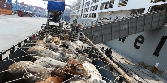 Ahok mau harga daging murah, 5 daerah siap pasok sapi warga Jakarta