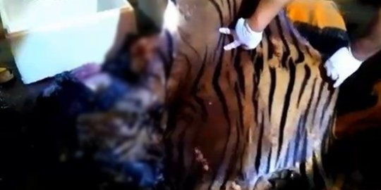 Jual daging harimau ke restoran, 2 pria Thailand ditangkap polisi