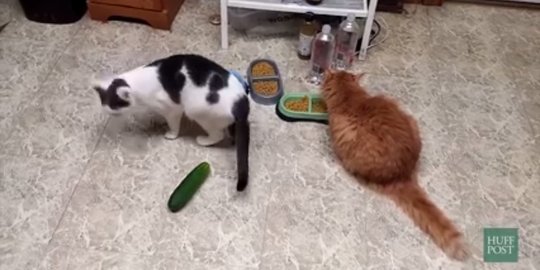 Video lucu kucing kaget dan kabur saat lihat mentimun