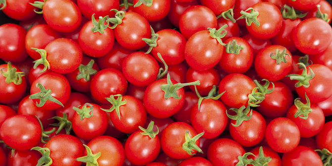 Harga tomat di Malang anjlok, petani rugi besar
