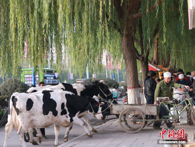 penjual susu murni dari gansu china