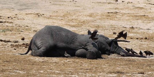 Seekor gajah ditemukan tewas di kebun warga, diduga keracunan pupuk