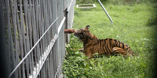 Kebun binatang Solo kerjasama Sister Zoo dengan Gembira Loka