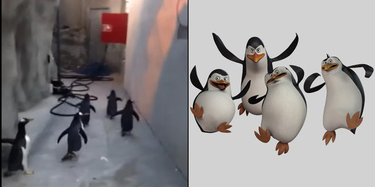 Lucu, 5 pinguin ini coba kabur ala film Penguins of Madagascar