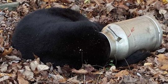 Seperti Winnie The Pooh, kepala beruang ini tersangkut di botol susu