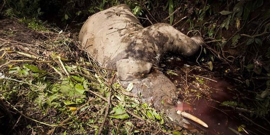 Kondisi mengenaskan gajah usia 7 tahun ditemukan mati di Aceh