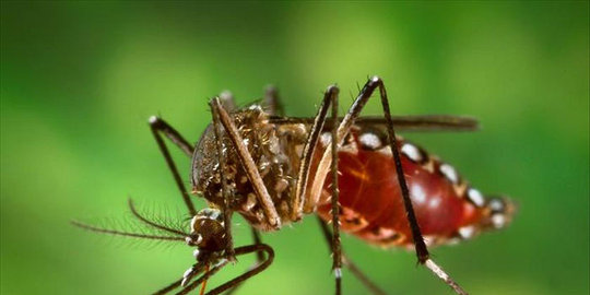 waspada, 5 penyakit ini bisa membunuh kamu hanya dalam 24 jam