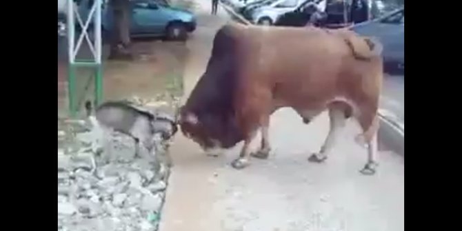 Video kambing cilik seruduk sapi sampai keok