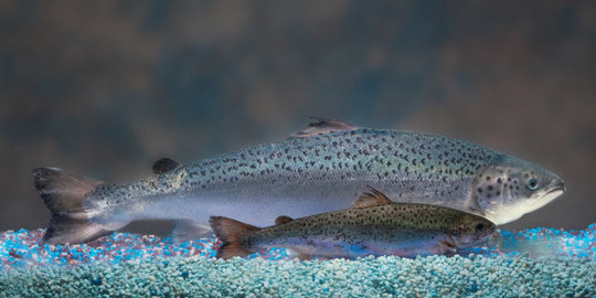 Ini ikan hasil rekayasa genetika pertama yang layak dikonsumsi