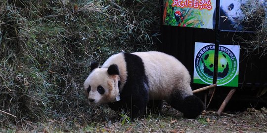 Jaga populasi, China bebaskan panda ke alam liar