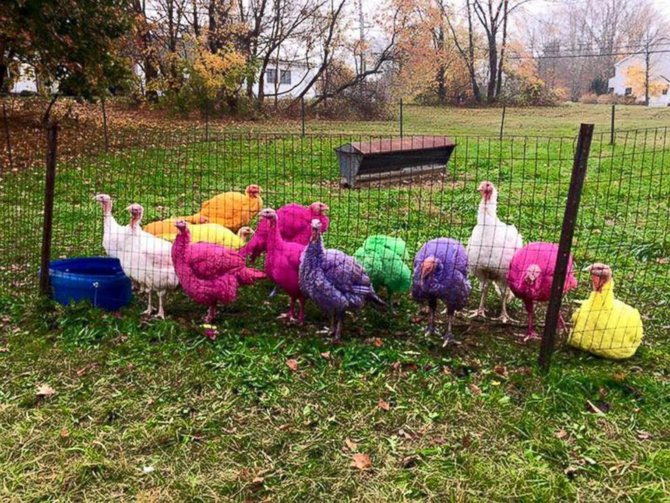 kalkun warna warni di gozzis turkey farm