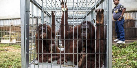 Polisi kirim berkas kasus penjualan 3 ekor anak orangutan ke Kejati