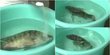 [Video] Ikan sekarat ditaburi bubuk misterius bisa beringas lagi