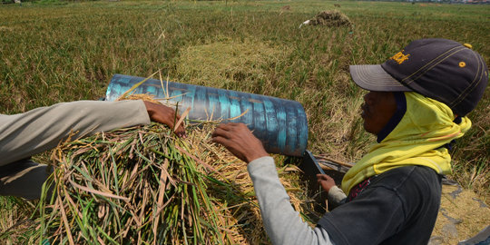 Panen melimpah, petani Banyumas ikut menolak impor beras
