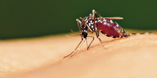 Penasaran kenapa nyamuk menggigit manusia? Ini jawabannya