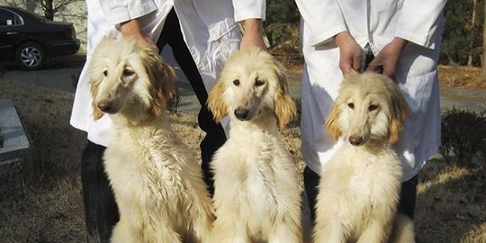 Di China berdiri perusahaan kloning hewan terbesar sedunia