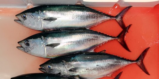 Menteri Norwegia ingin tingkatkan impor ikan tuna dari Indonesia