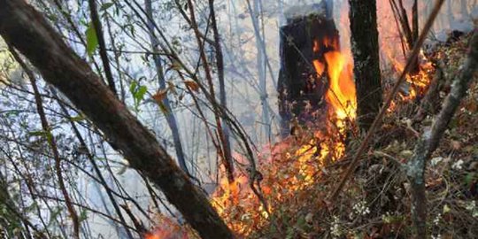 Ratusan hektare hutan Gunung Lawu yang terbakar akan dihijaukan