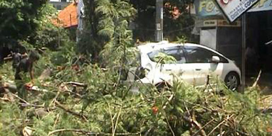 Pohon besar di Purwakarta tiba-tiba tumbang timpa mobil dan pemotor