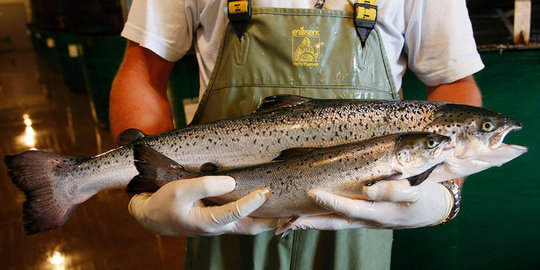 Menteri Susi berambisi RI jadi pengekspor produk salmon ke Jepang