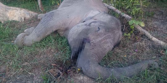 Terlalu banyak makan, anak gajah mati dengan usus terluka