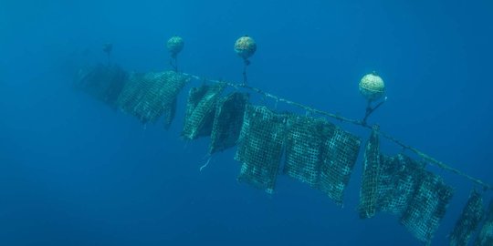 Melihat lebih dekat budi daya mutiara di laut Polinesia